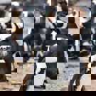 Pinguin project zuid Afrika groep