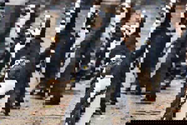 Pinguin project zuid Afrika groep