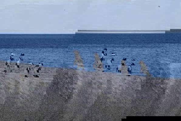 Pinguin project zuid Afrika mooie foto