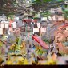 Vrijwilligerswerk Thailand community project cultuur 