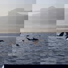 Java en Bali jongerenreis dolfijnen foto groot