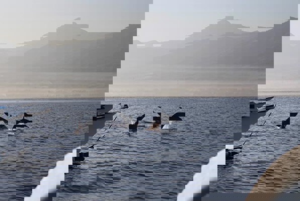 Java en Bali jongerenreis dolfijnen foto groot