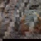 Java wildlife project aap