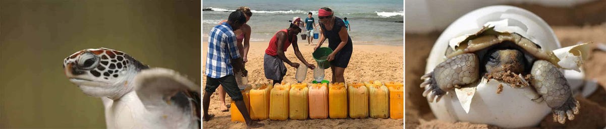 Schildpadden project foto's van vrijwilligers aan het werk