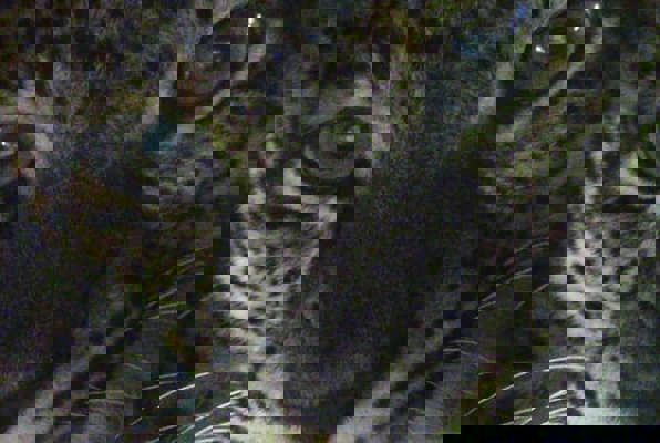 Java wildlife project panter