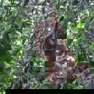 Sumatra vrijwilligerswerk orang oetan van boom naar boom