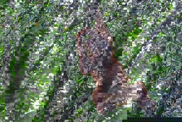 Sumatra vrijwilligerswerk orang oetan van boom naar boom