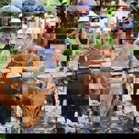 Vrijwilligerswerk Bali menu foto