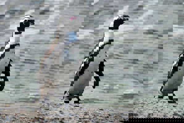 Pinguin project Zuid Afrika foto