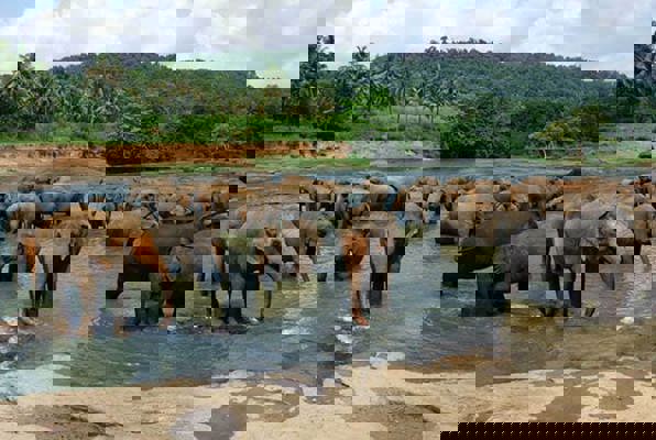 Olifanten project Sri Lanka groep olifanten 