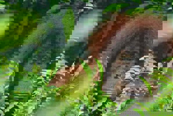 Sumatra vrijwilligerswerk orang oetan in de boom