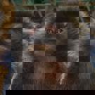 Java wildlife project klein aapje