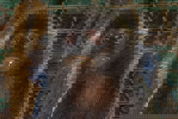 Java wildlife project klein aapje