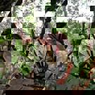 Olifanten project Sri Lanka aan het werk op het project 