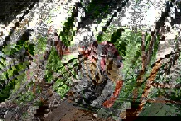 Olifanten project Sri Lanka aan het werk op het project 