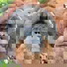 Sumatra vrijwilligerswerk orang oetan 