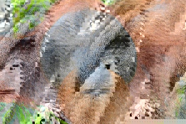 Sumatra vrijwilligerswerk orang oetan 