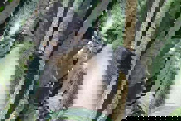 Sumatra vrijwilligerswerk orang oetan project ander aapje