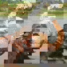 Emma vrijwilliger in Nepal met olifant 