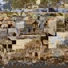 Jongerenreis Tanzania en Zanzibar olifanten 