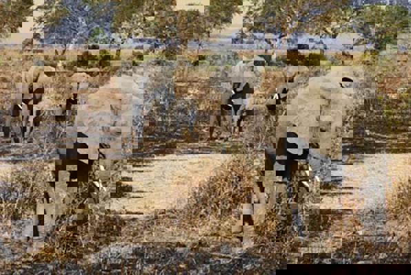 Jongerenreis Tanzania en Zanzibar olifanten 